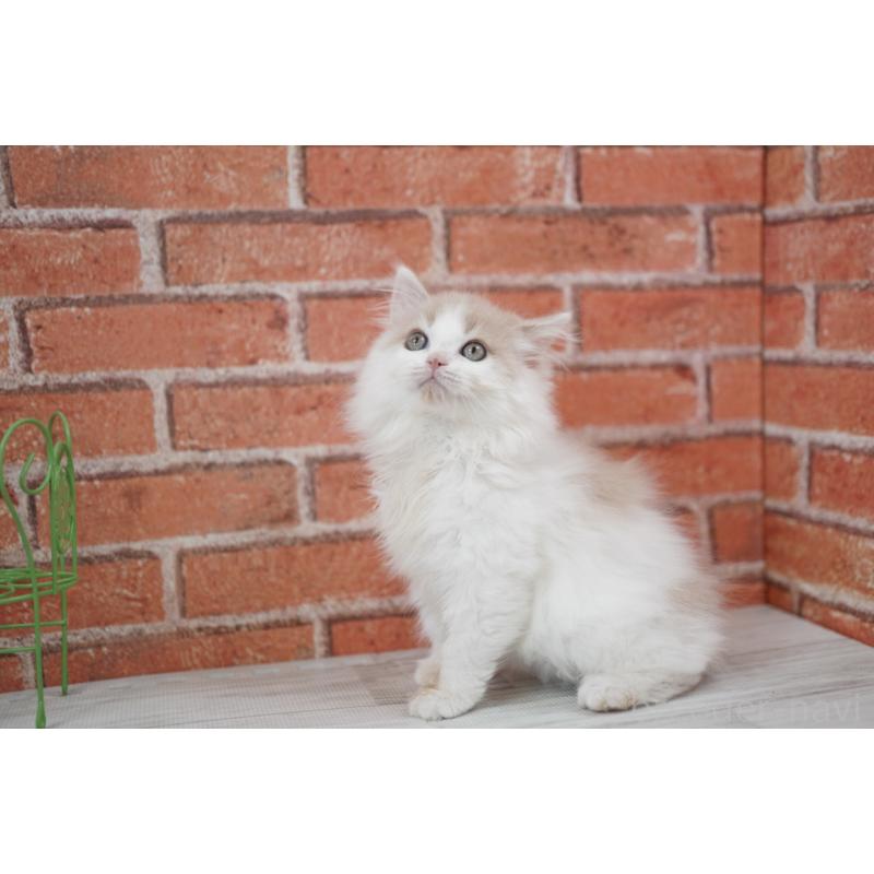 成約済の北海道のフォールデックス-133883の4枚目