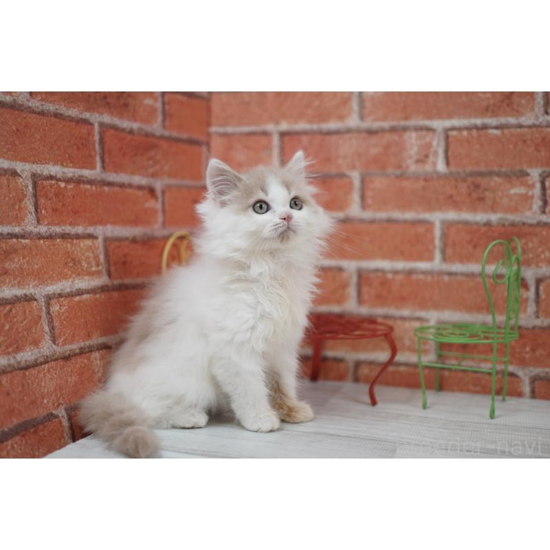 成約済の北海道のフォールデックス-133883の3枚目