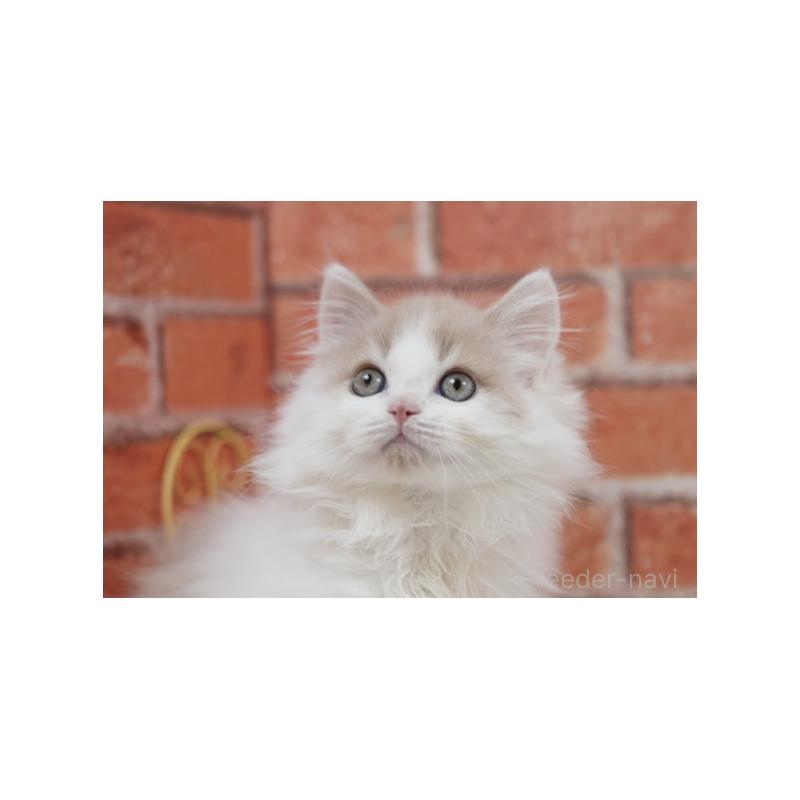 成約済の北海道のフォールデックス-133883の2枚目