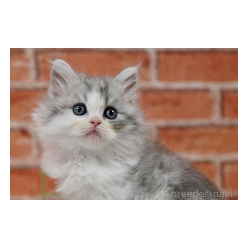 商談中の北海道のラガマフィン-135324の3枚目