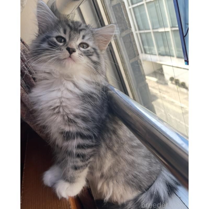 販売中の東京都のミックス-136562の6枚目