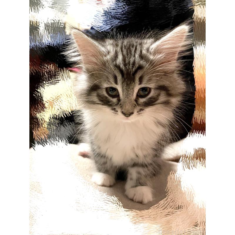 販売中の東京都のミックス-136562の2枚目