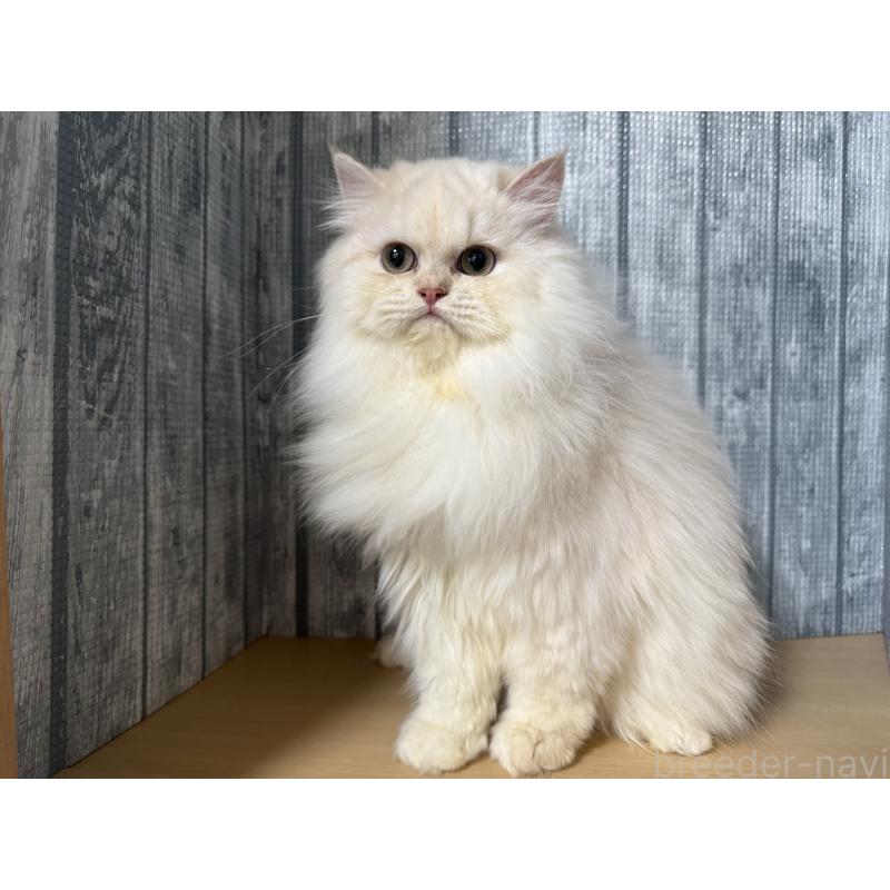 販売中の岐阜県のペルシャ-136561の5枚目