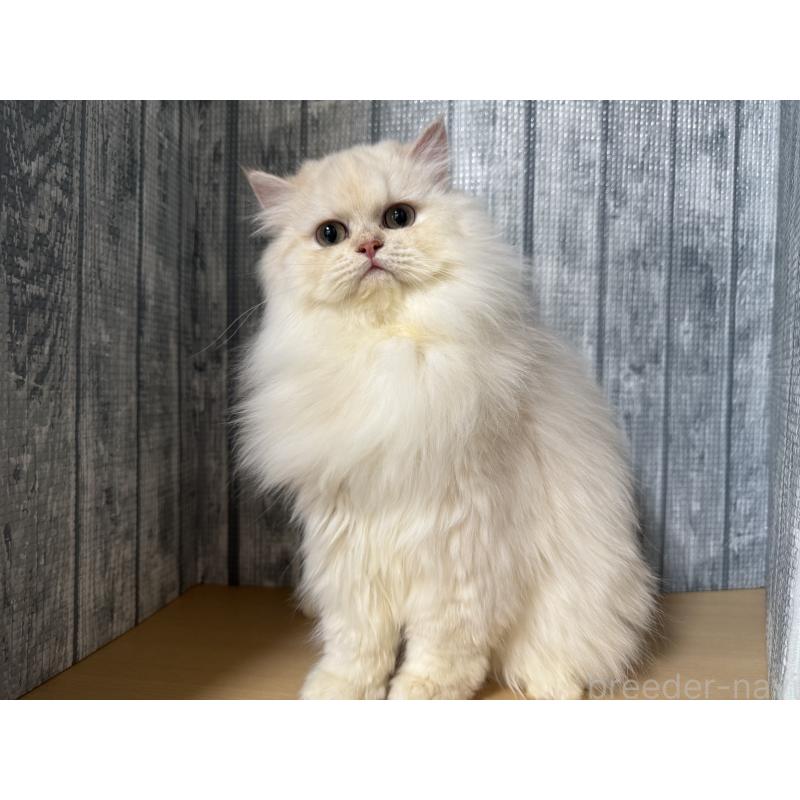 販売中の岐阜県のペルシャ-136561の4枚目