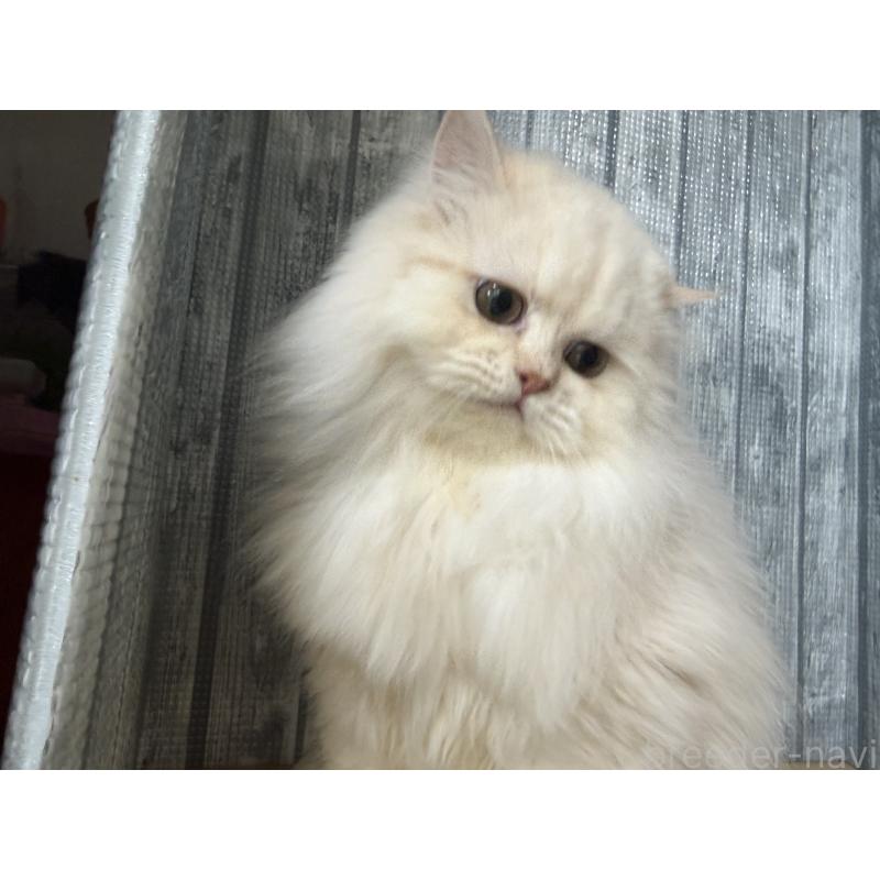 販売中の岐阜県のペルシャ-136561の2枚目