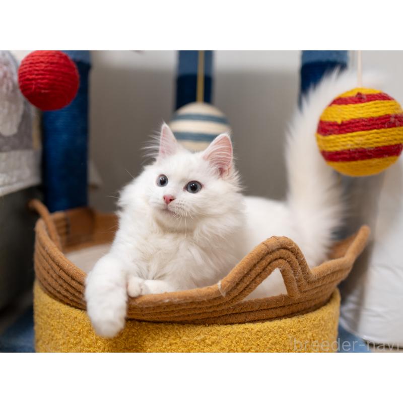 販売中の大阪府のサイベリアン-131690の10枚目