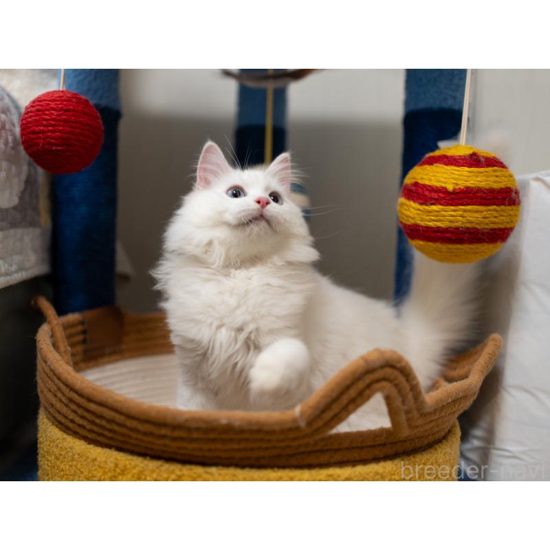 販売中の大阪府のサイベリアン-131690の9枚目