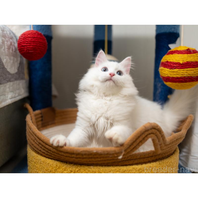 販売中の大阪府のサイベリアン-131690の8枚目