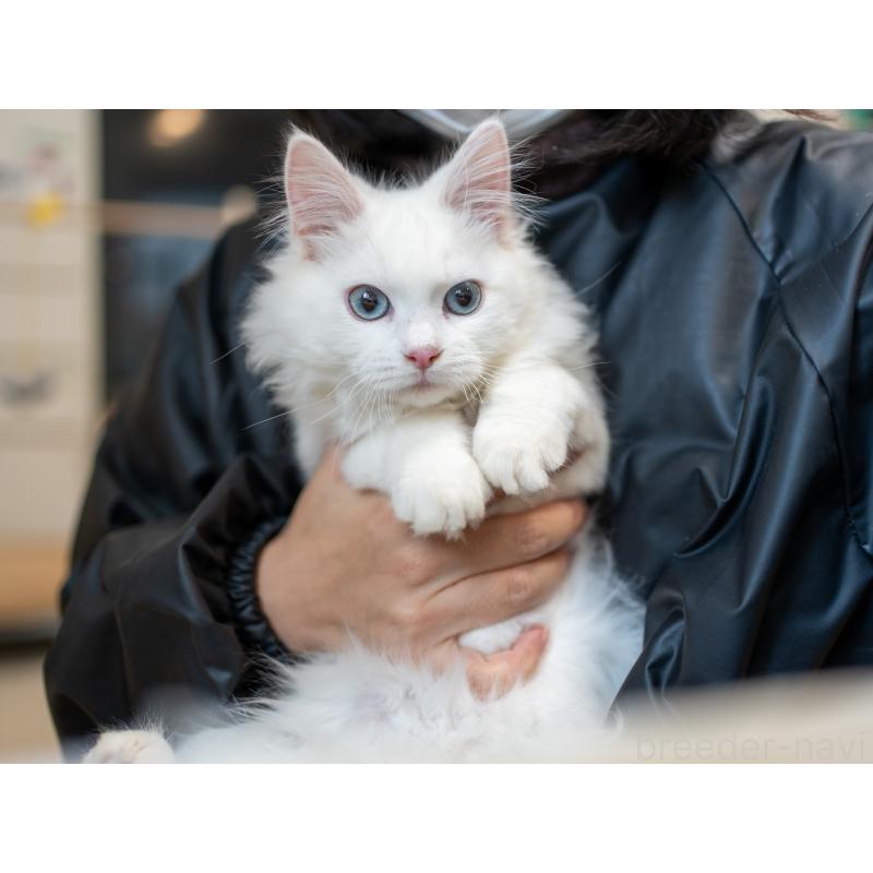 販売中の大阪府のサイベリアン-131690の7枚目