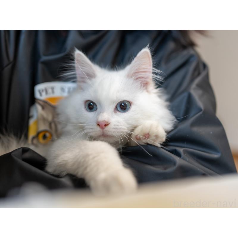 販売中の大阪府のサイベリアン-131690の6枚目