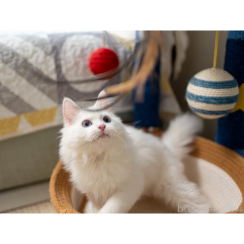 販売中の大阪府のサイベリアン-131690の5枚目