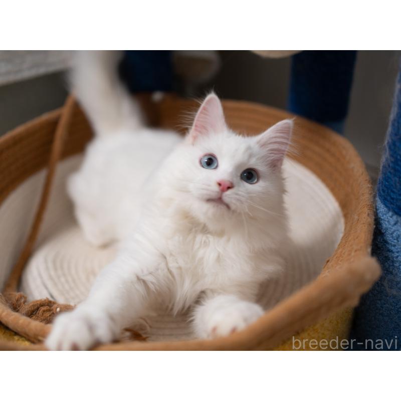 販売中の大阪府のサイベリアン-131690の4枚目