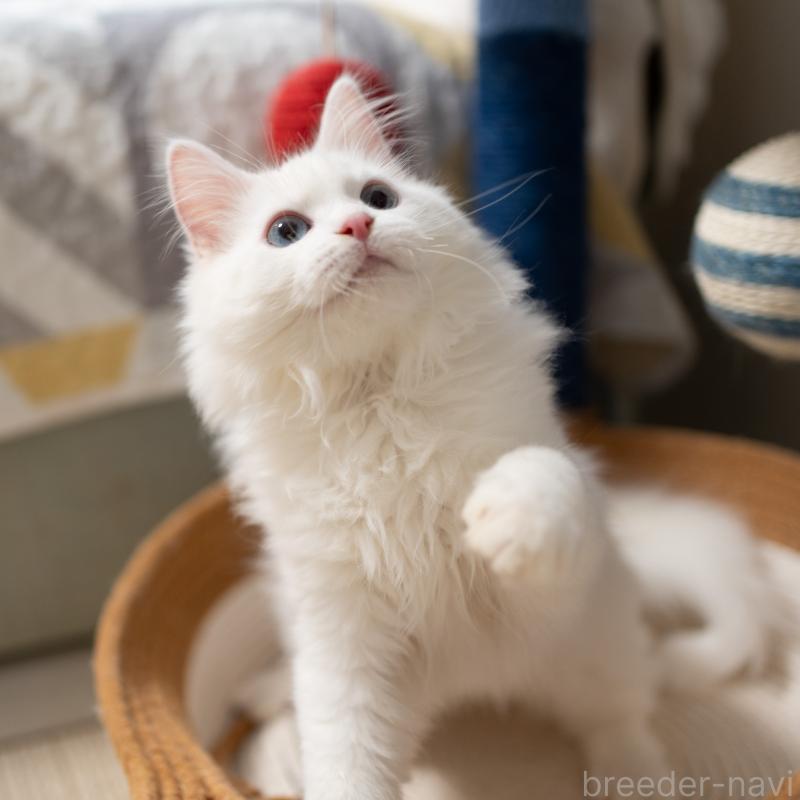 販売中の大阪府のサイベリアン-131690の3枚目