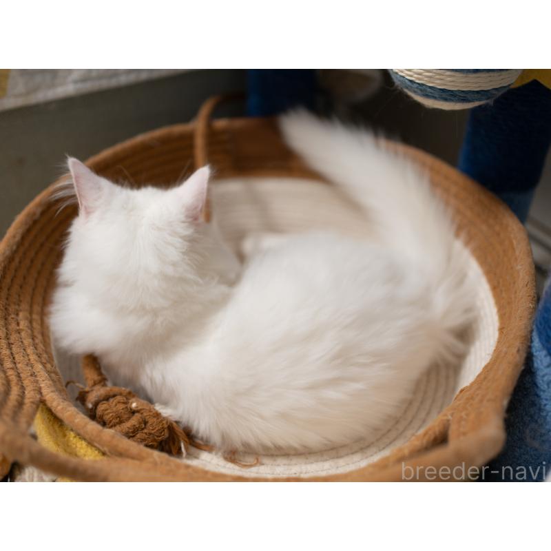 販売中の大阪府のサイベリアン-131690の2枚目