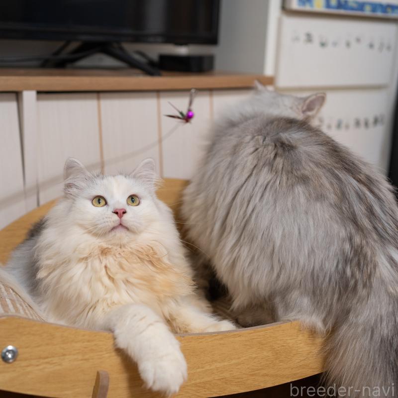 販売中の大阪府のサイベリアン-125977の7枚目