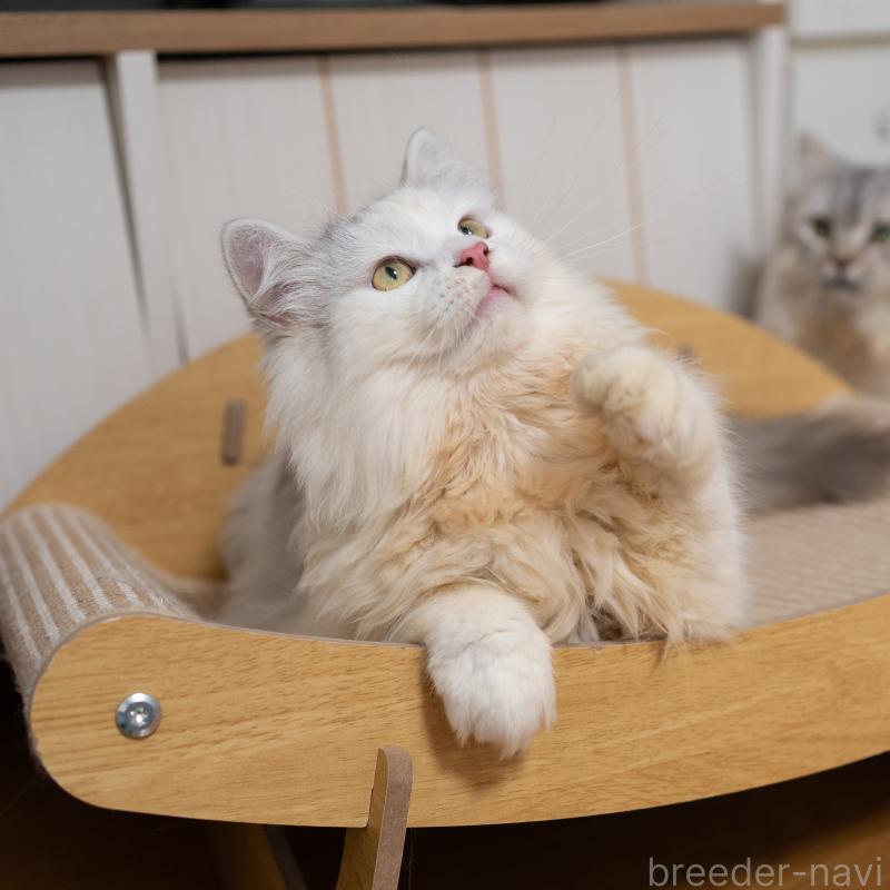 販売中の大阪府のサイベリアン-125977の6枚目