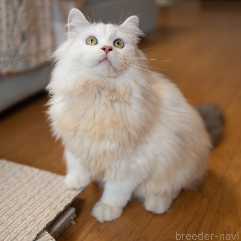 販売中の大阪府のサイベリアン-125977の5枚目