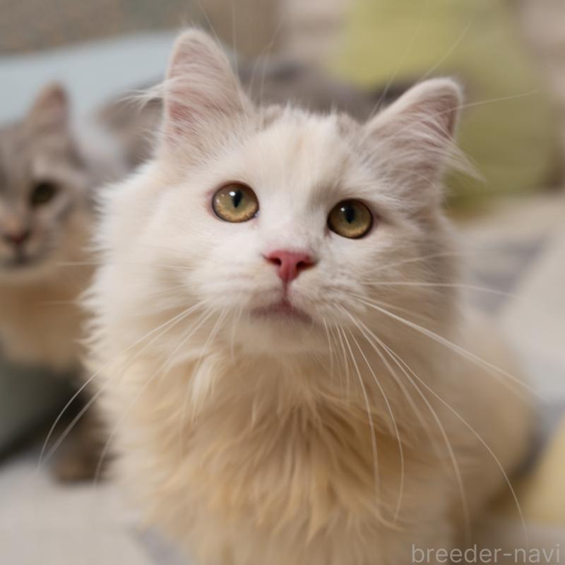 販売中の大阪府のサイベリアン-125977