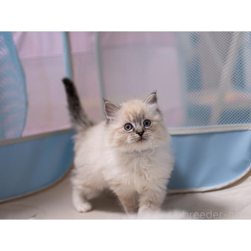 成約済の大阪府のサイベリアン-134988の10枚目