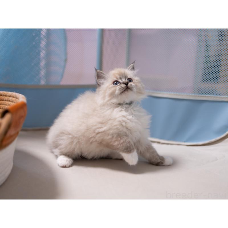 成約済の大阪府のサイベリアン-134988の9枚目