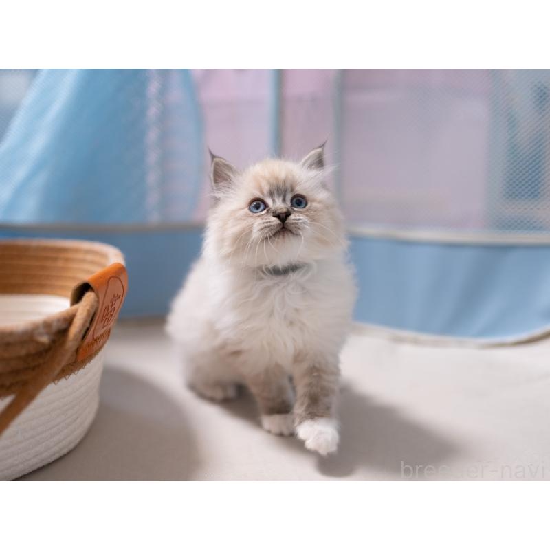 成約済の大阪府のサイベリアン-134988の8枚目