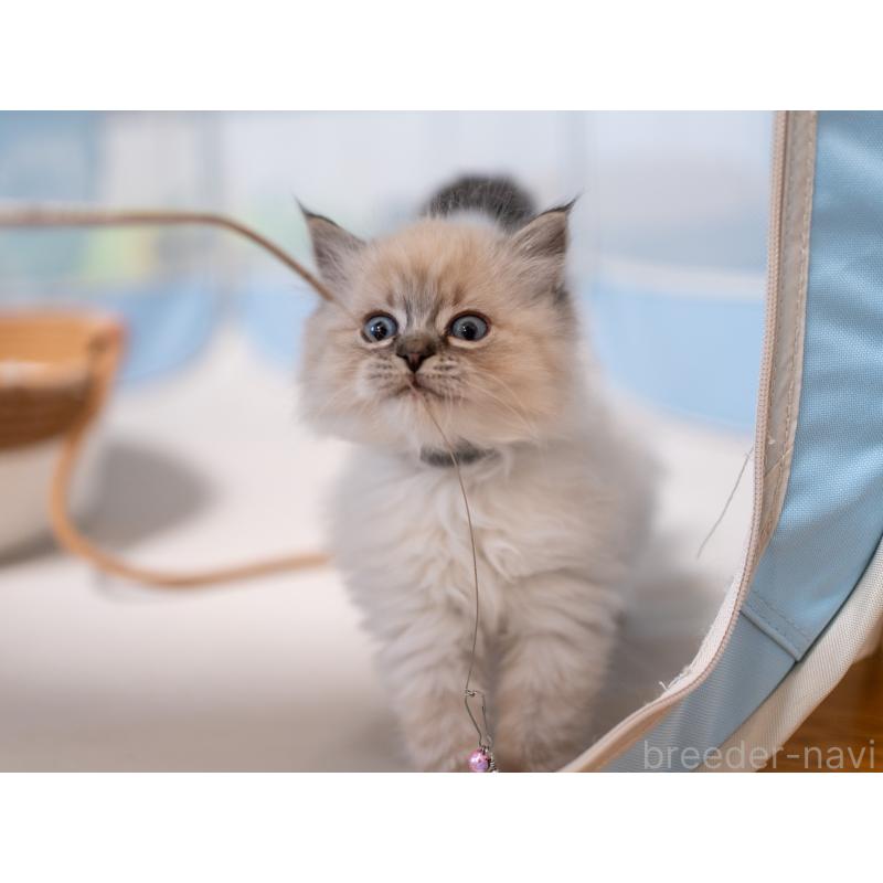 成約済の大阪府のサイベリアン-134988の7枚目