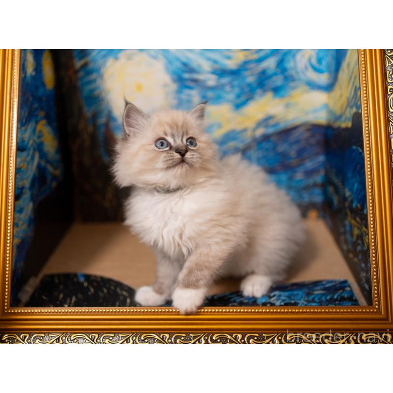 成約済の大阪府のサイベリアン-134988の4枚目