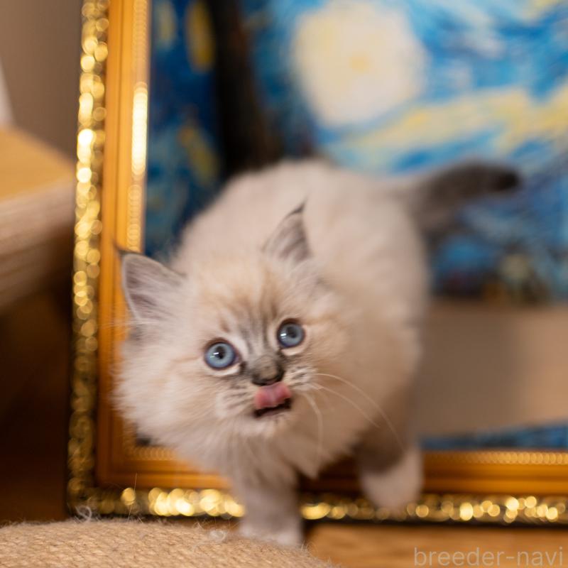 成約済の大阪府のサイベリアン-134988の3枚目