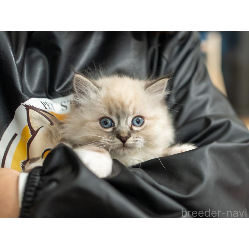 成約済の大阪府のサイベリアン-134988の2枚目