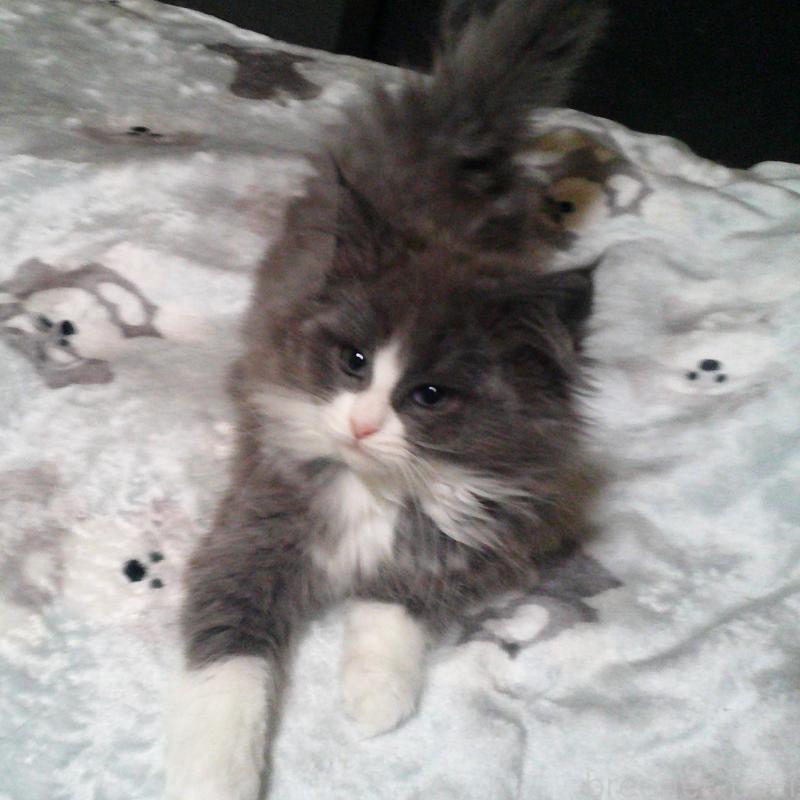 販売中の愛知県のノルウェージャンフォレストキャット-134159