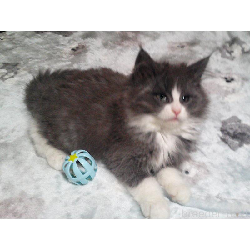 販売中の愛知県のノルウェージャンフォレストキャット-134159の5枚目