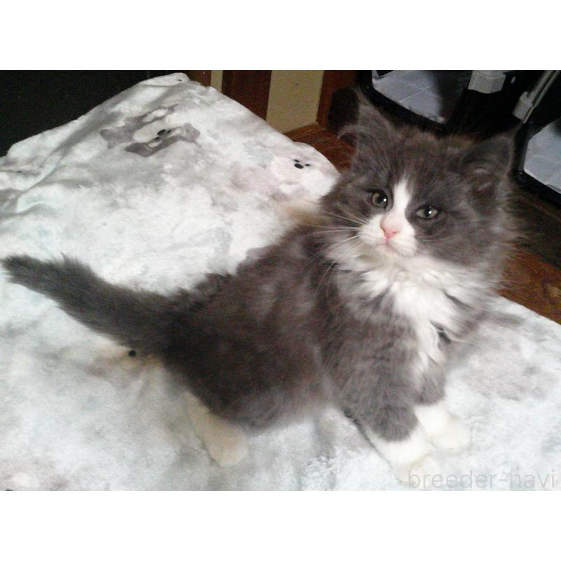 販売中の愛知県のノルウェージャンフォレストキャット-134159の4枚目