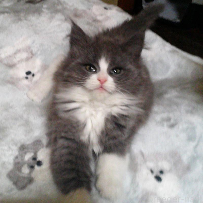 販売中の愛知県のノルウェージャンフォレストキャット-134159の3枚目