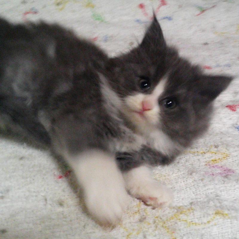 販売中の愛知県のノルウェージャンフォレストキャット-134159の2枚目