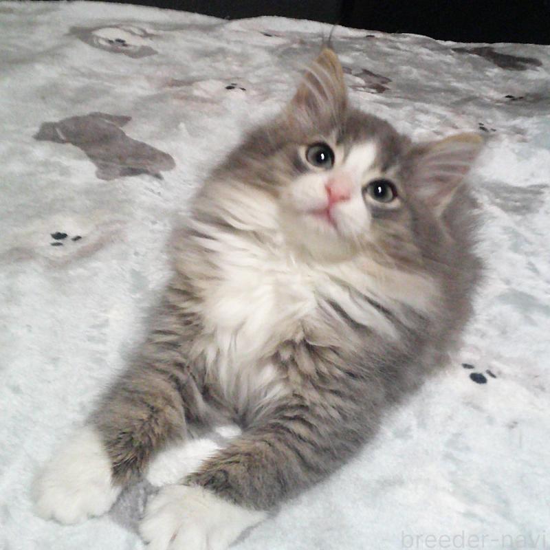 販売中の愛知県のノルウェージャンフォレストキャット-134167