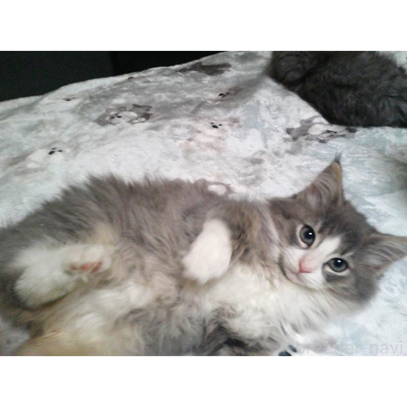 販売中の愛知県のノルウェージャンフォレストキャット-134167の5枚目