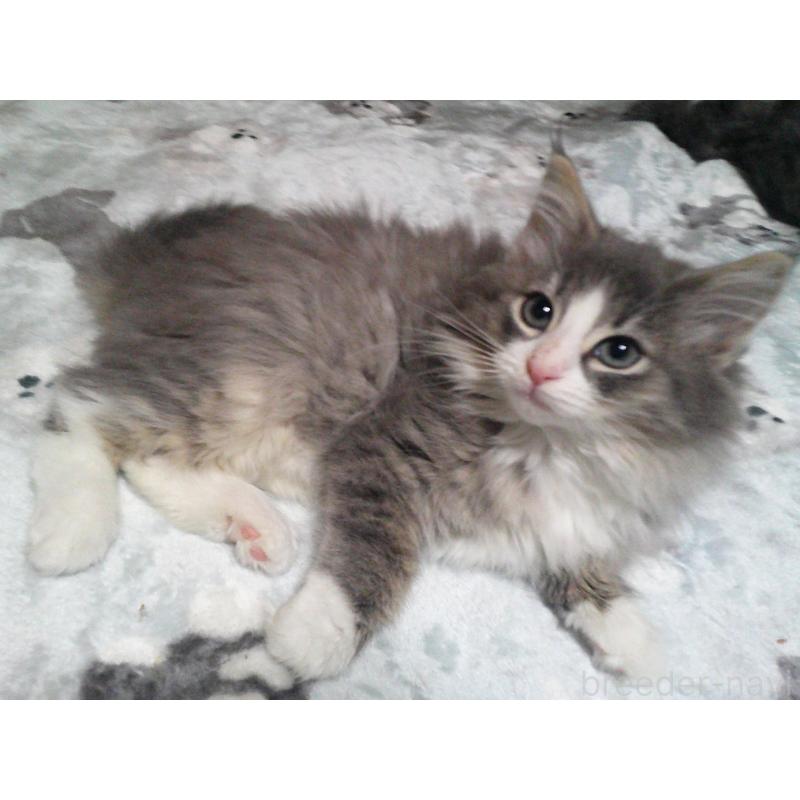 販売中の愛知県のノルウェージャンフォレストキャット-134167の4枚目