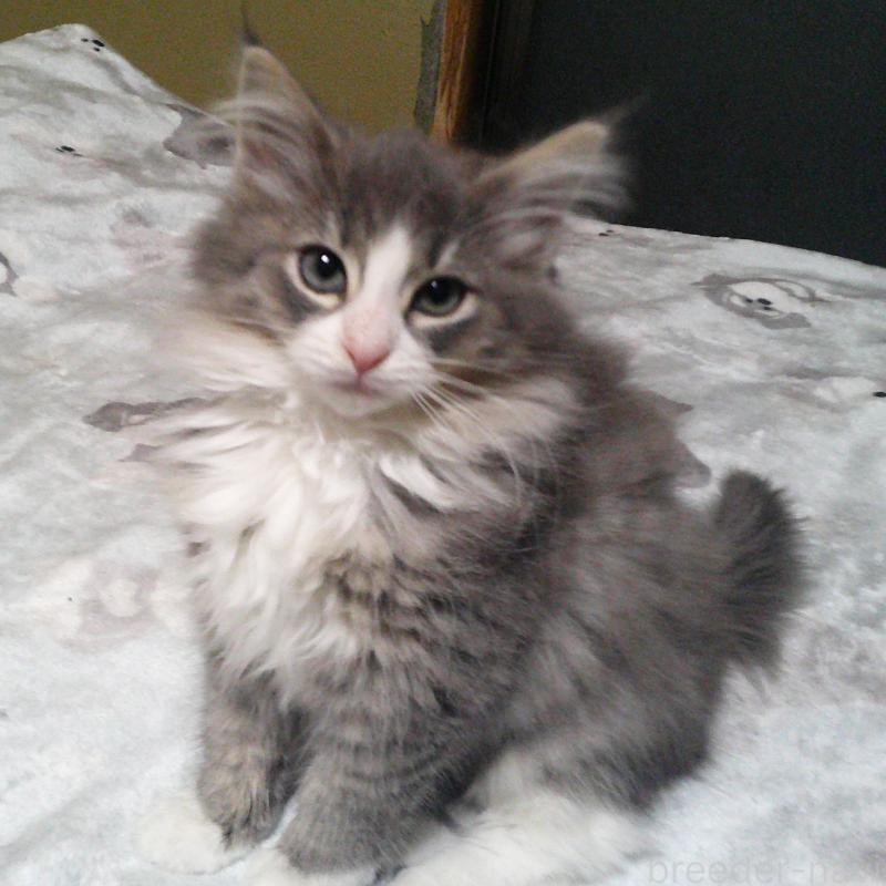 販売中の愛知県のノルウェージャンフォレストキャット-134167の3枚目