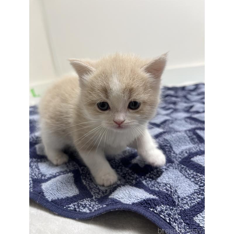 成約済の東京都のスコティッシュフォールド-134894の4枚目