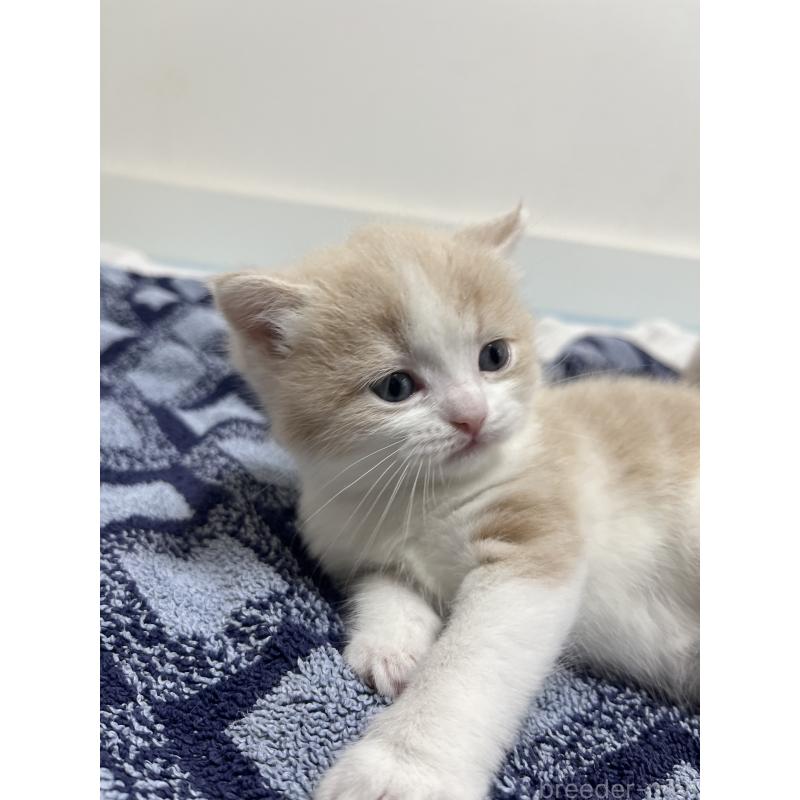 成約済の東京都のスコティッシュフォールド-134894の3枚目