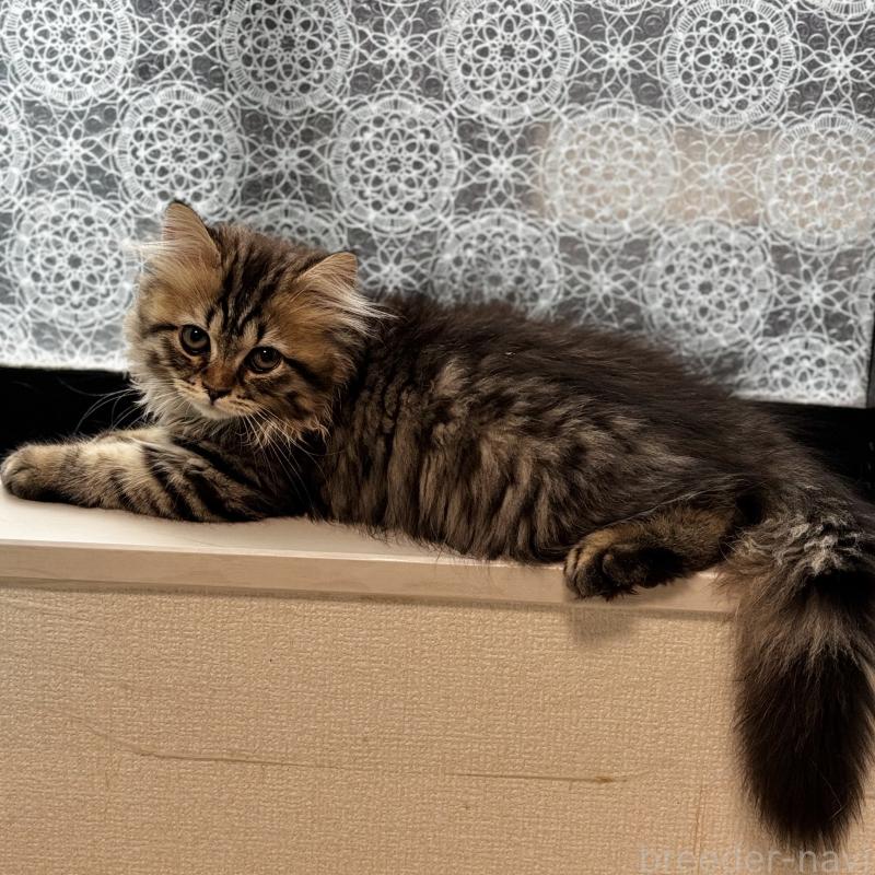 成約済の埼玉県のブリティッシュロングヘア-132323の3枚目