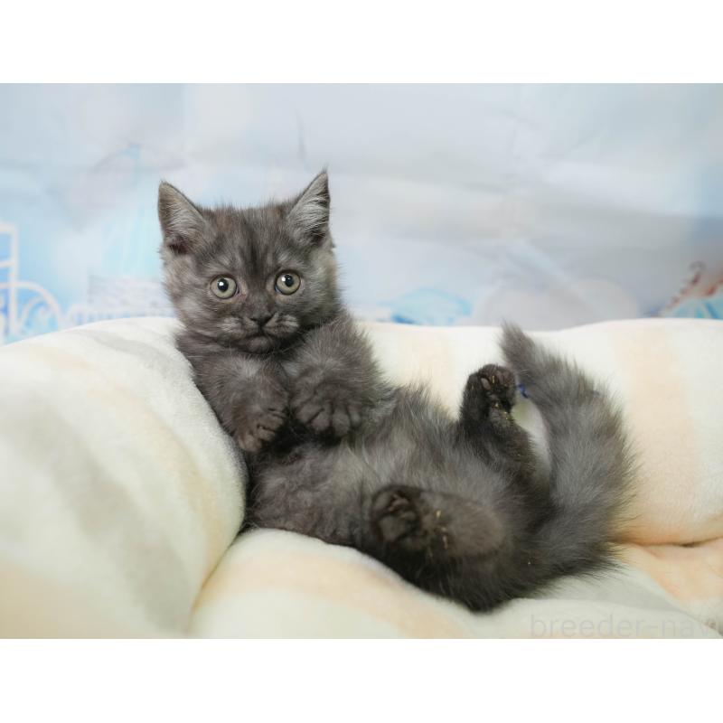 販売中の千葉県のミヌエット-137163の7枚目