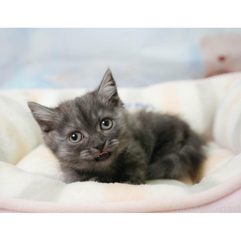 販売中の千葉県のミヌエット-137163の6枚目