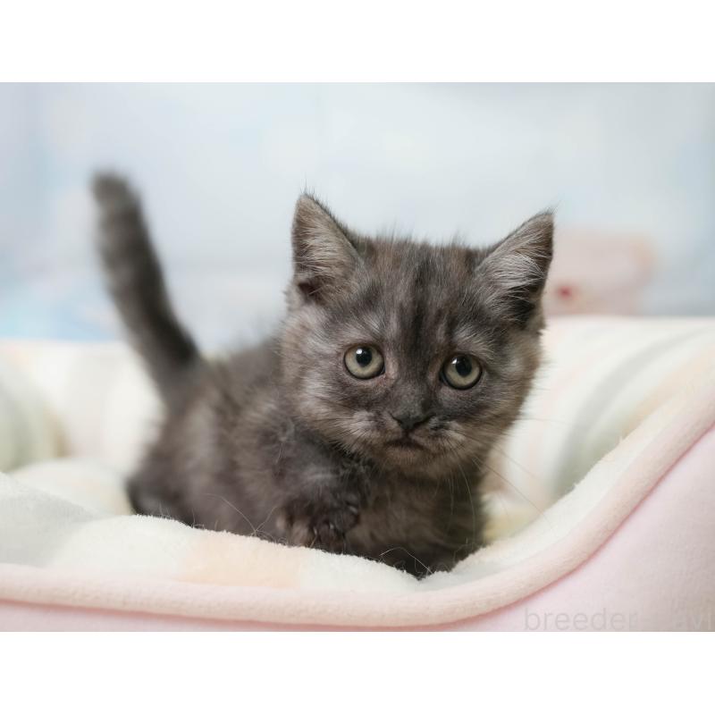 販売中の千葉県のミヌエット-137163の5枚目