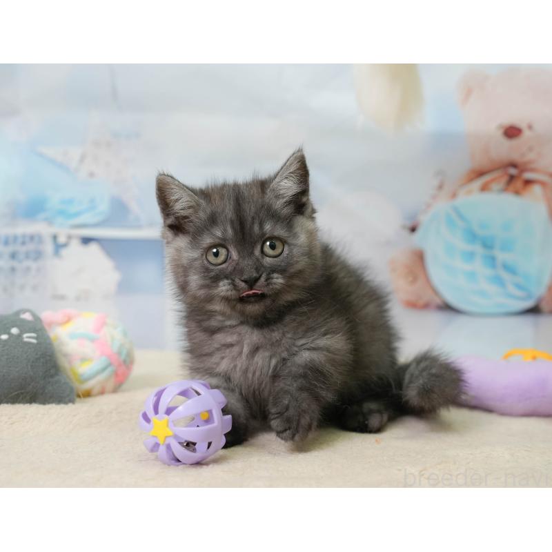 販売中の千葉県のミヌエット-137163の4枚目