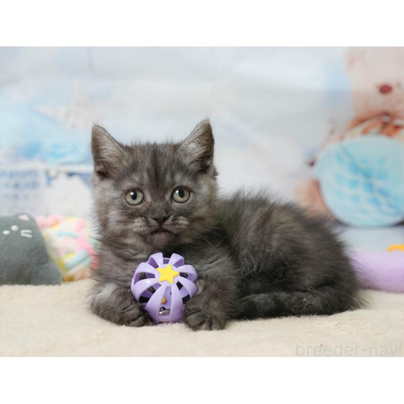 販売中の千葉県のミヌエット-137163の3枚目