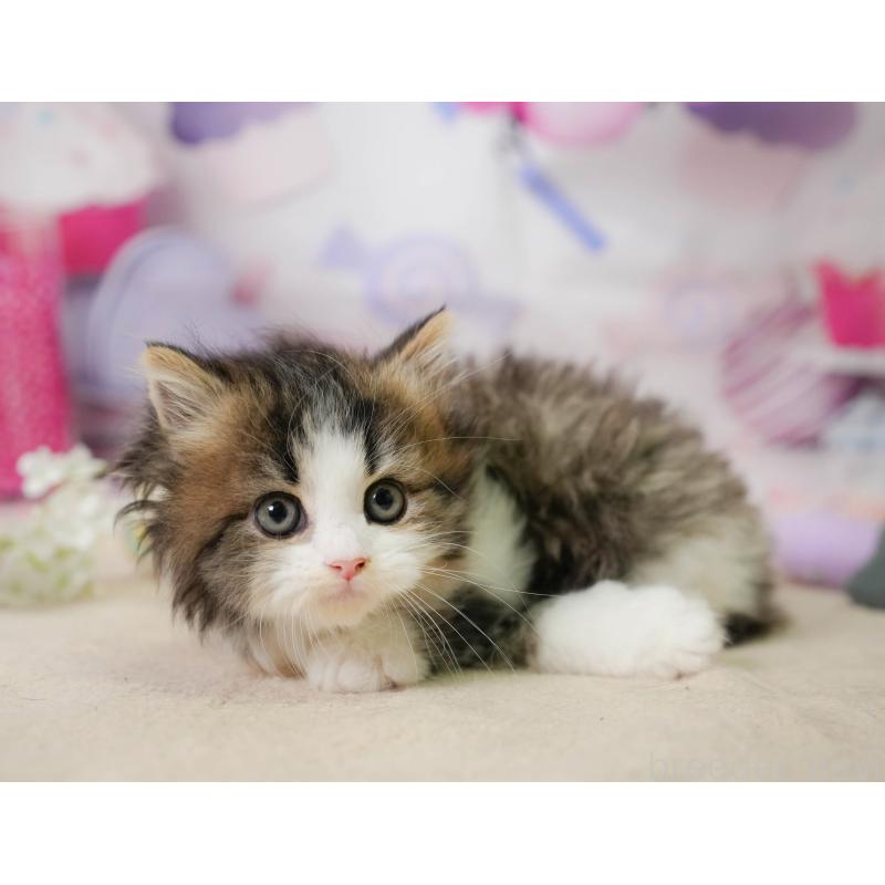 販売中の千葉県のミヌエット-137166の9枚目