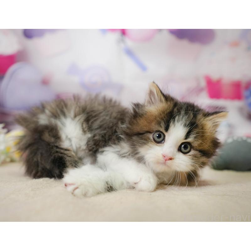 販売中の千葉県のミヌエット-137166の6枚目