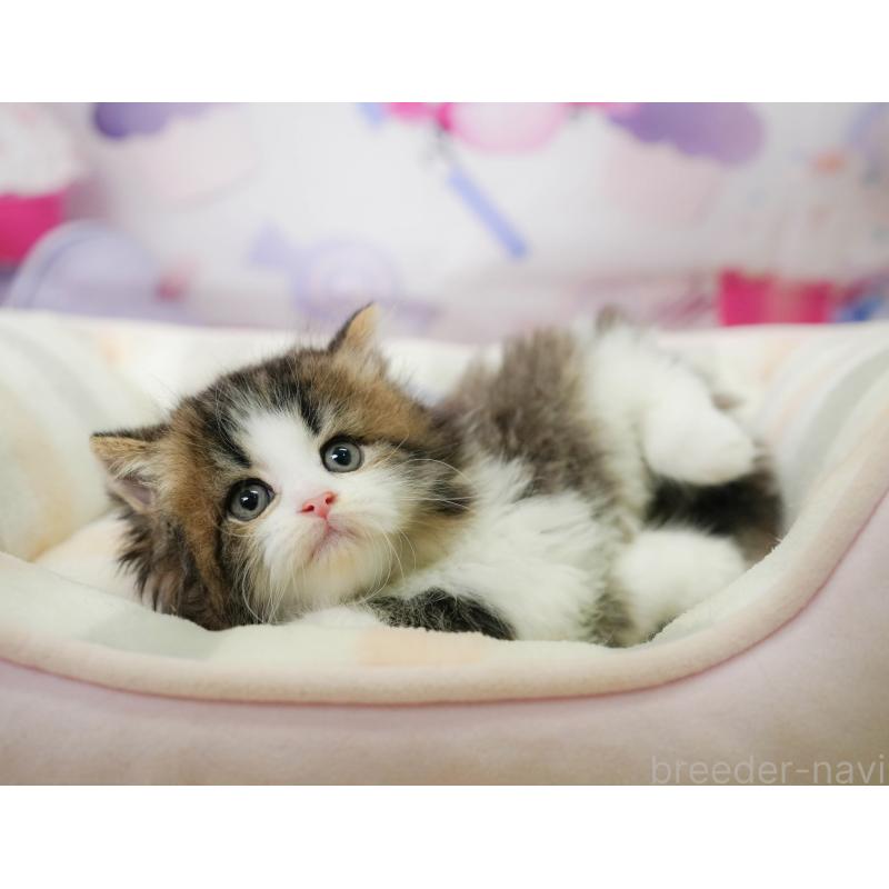 販売中の千葉県のミヌエット-137166の4枚目