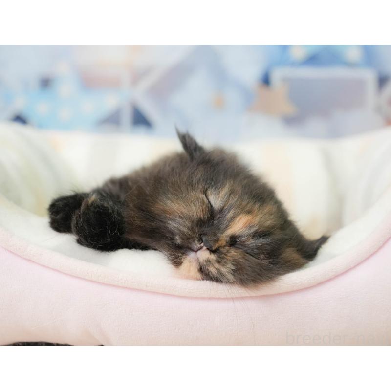 販売中の千葉県のミヌエット-137164の8枚目